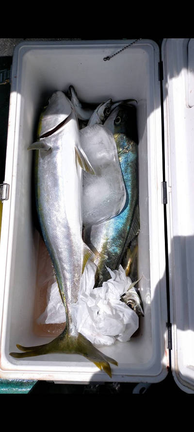 5月釣果です