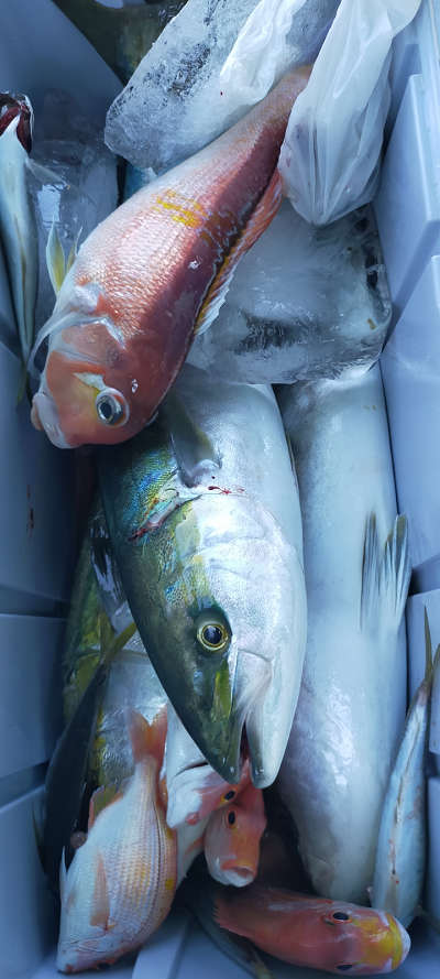 5月釣果です