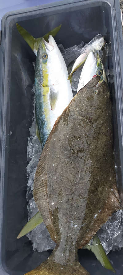 1月釣果です