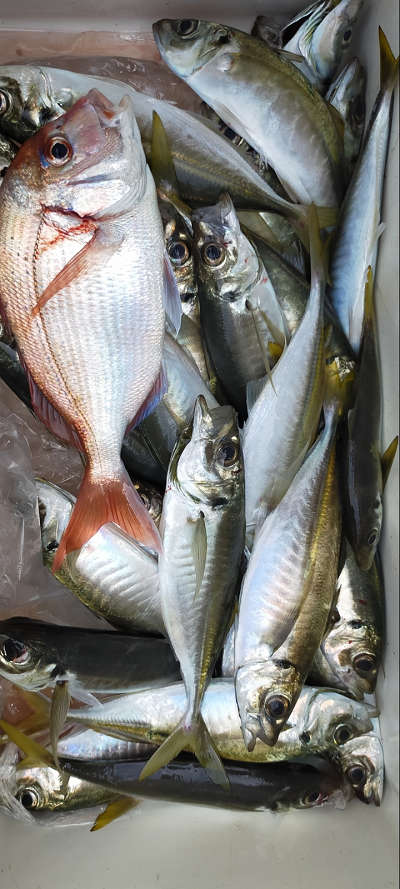 5月釣果です