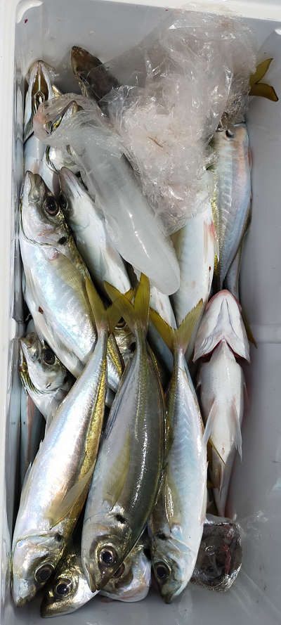 5月釣果です