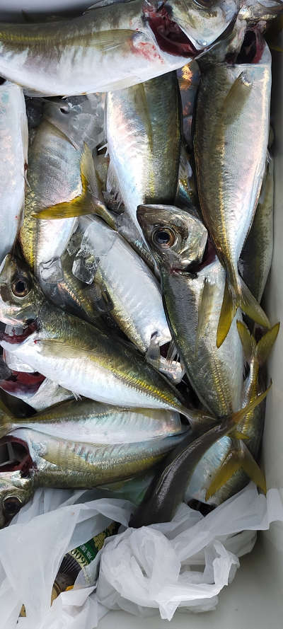5月釣果です