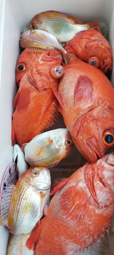 5月釣果です
