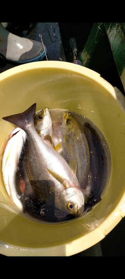5月釣果です