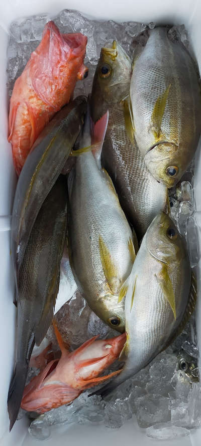 5月釣果です