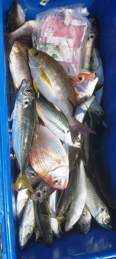 5月釣果です