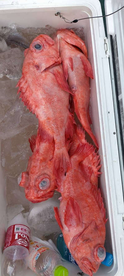 6月釣果です