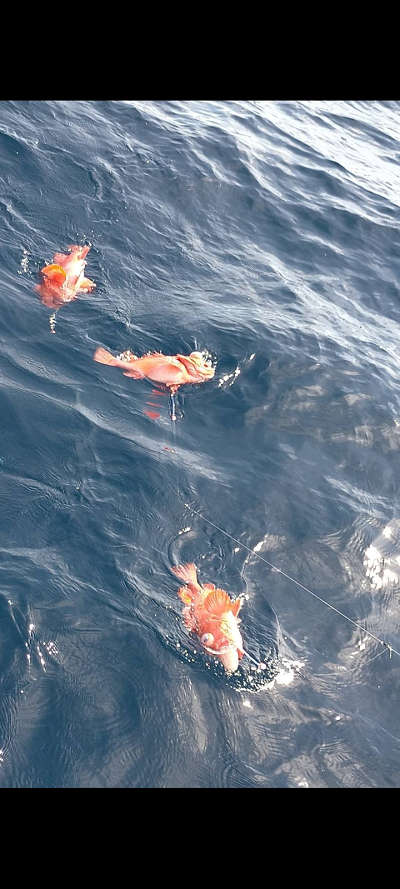 6月釣果です
