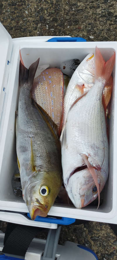 6月釣果です