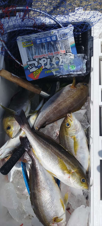 6月釣果です