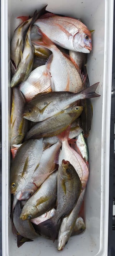 6月釣果です