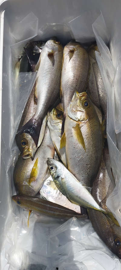 6月釣果です