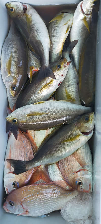 6月釣果です