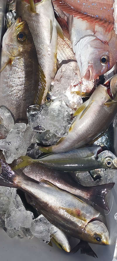 6月釣果です