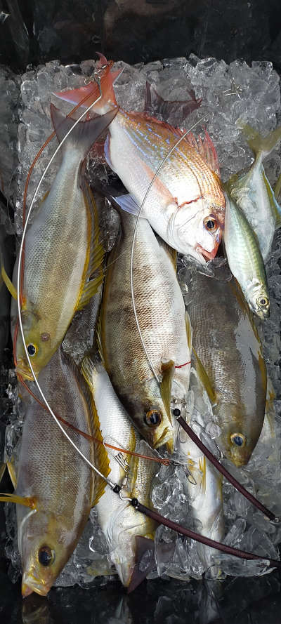 6月釣果です