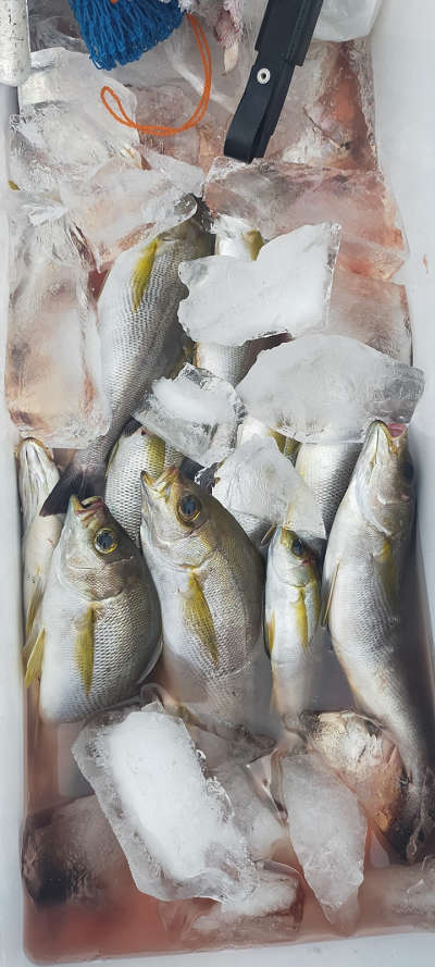 6月釣果です
