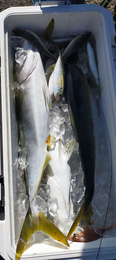 1月釣果です