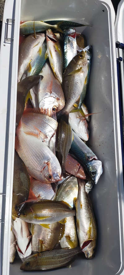 6月釣果です