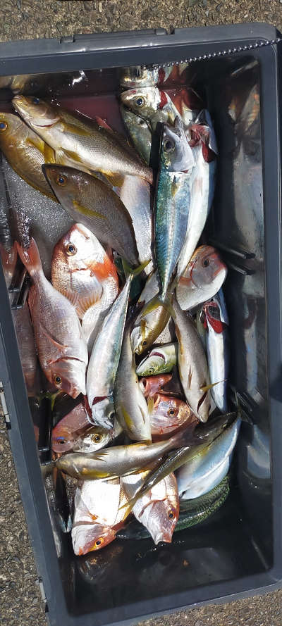 6月釣果です
