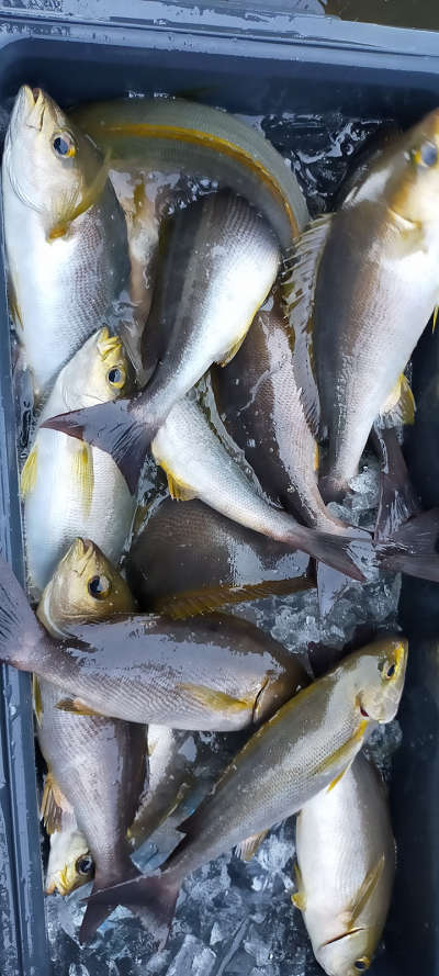 6月釣果です