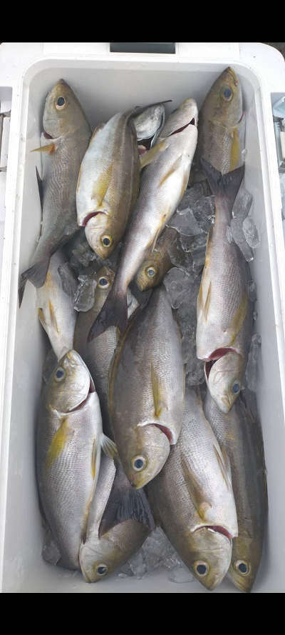 6月釣果です