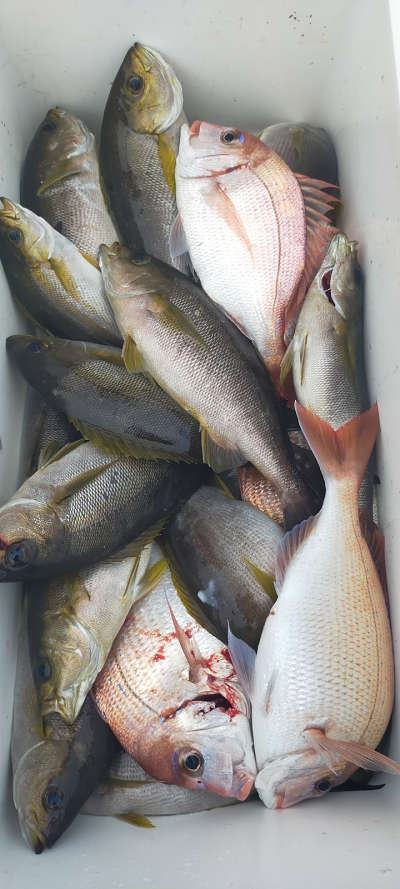 6月釣果です
