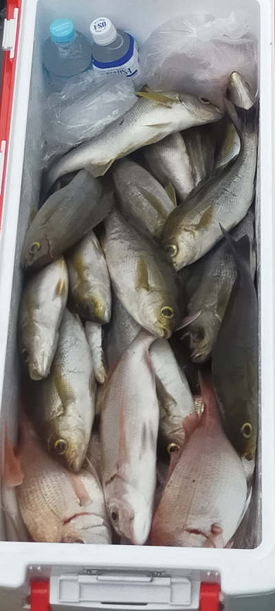 6月釣果です