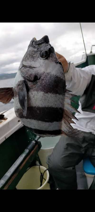 6月釣果です
