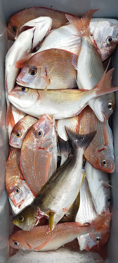 6月釣果です