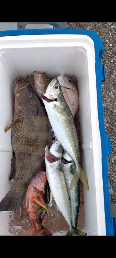 6月釣果です