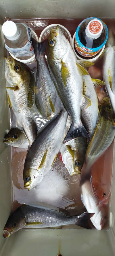 6月釣果です