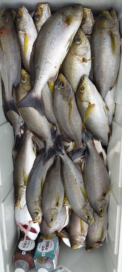 6月釣果です
