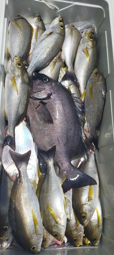 6月釣果です