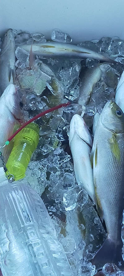 7月釣果です