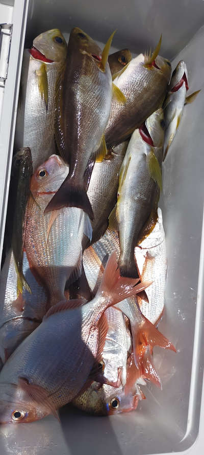 7月釣果です