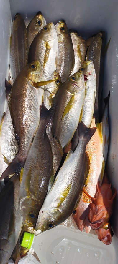 7月釣果です