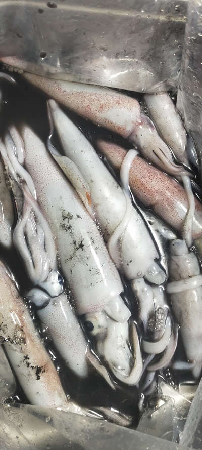 7月釣果です