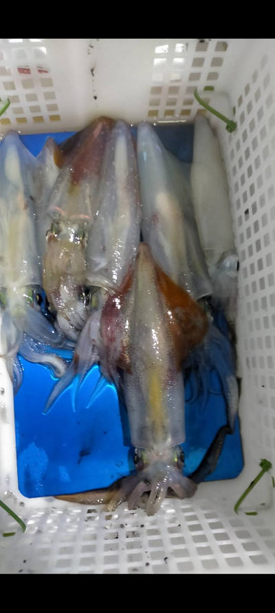 7月釣果です