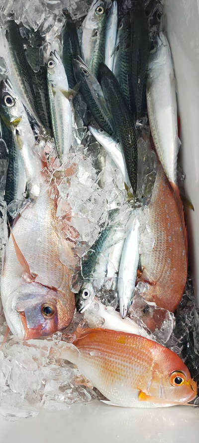 7月釣果です