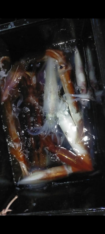 7月釣果です