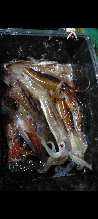 7月釣果です