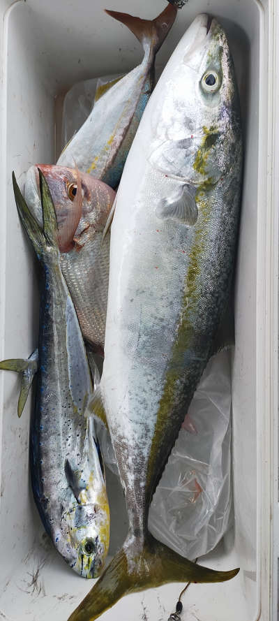7月釣果です