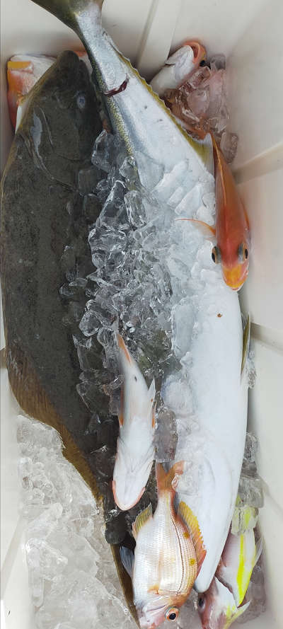 1月釣果です