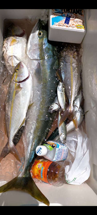 8月釣果です