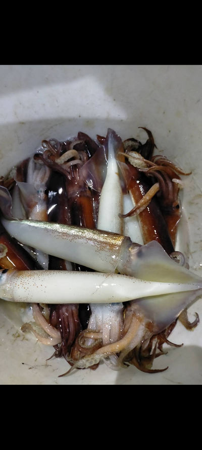 8月釣果です
