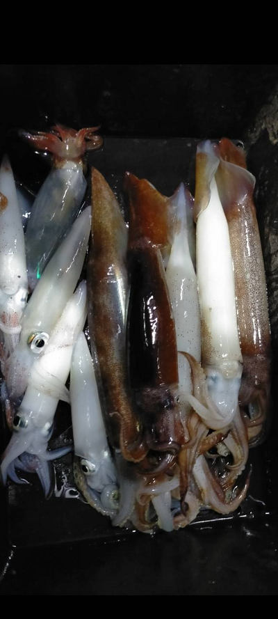 8月釣果です