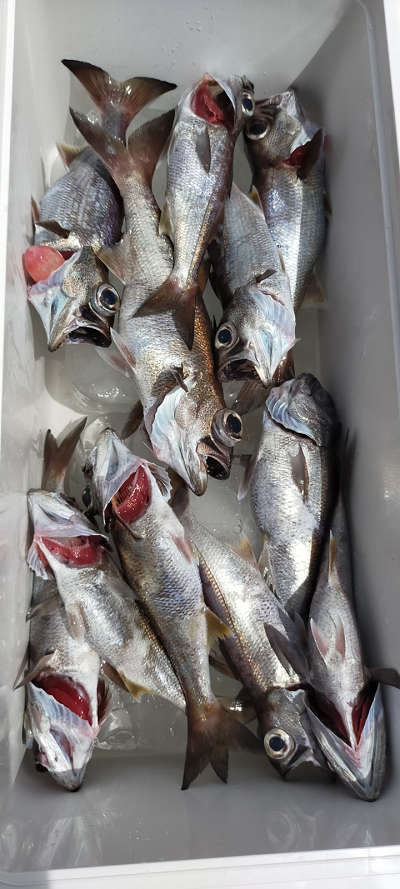 8月釣果です
