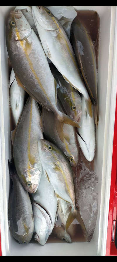 8月釣果です