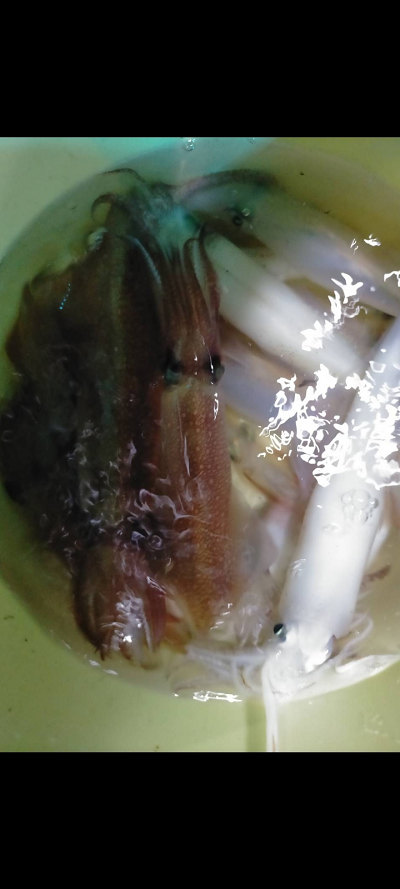 8月釣果です