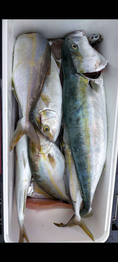 8月釣果です